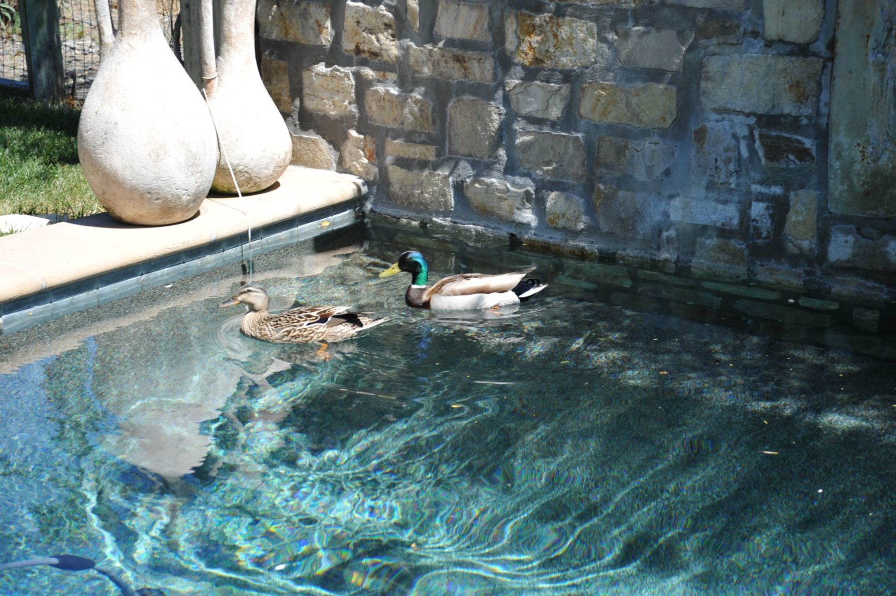 A pair of Mallard ducks